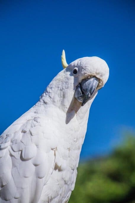 A curious sulphur-crested cockatoo with white feathers and a yellow crest, perched against a bright blue sky in Victoria, Australia. This iconic Australian bird is a common sight along Great Ocean Road's Best Photography Spots, adding a touch of wildlife to the scenic coastal drive.