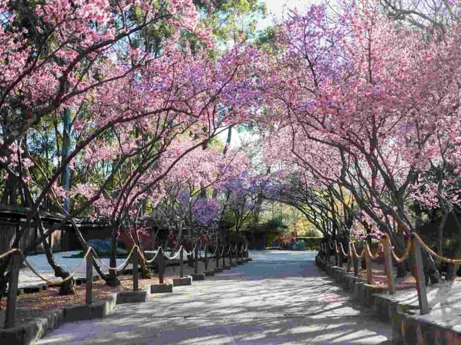 Auburn Botanic Gardens one of the Instagrammable places in Sydney