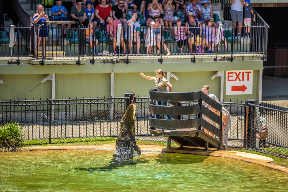 Crocodile feeding during the show in the 'Animal Planet Crocoseum' stadium of Australia Zoo, after the death of Steve Irwin.