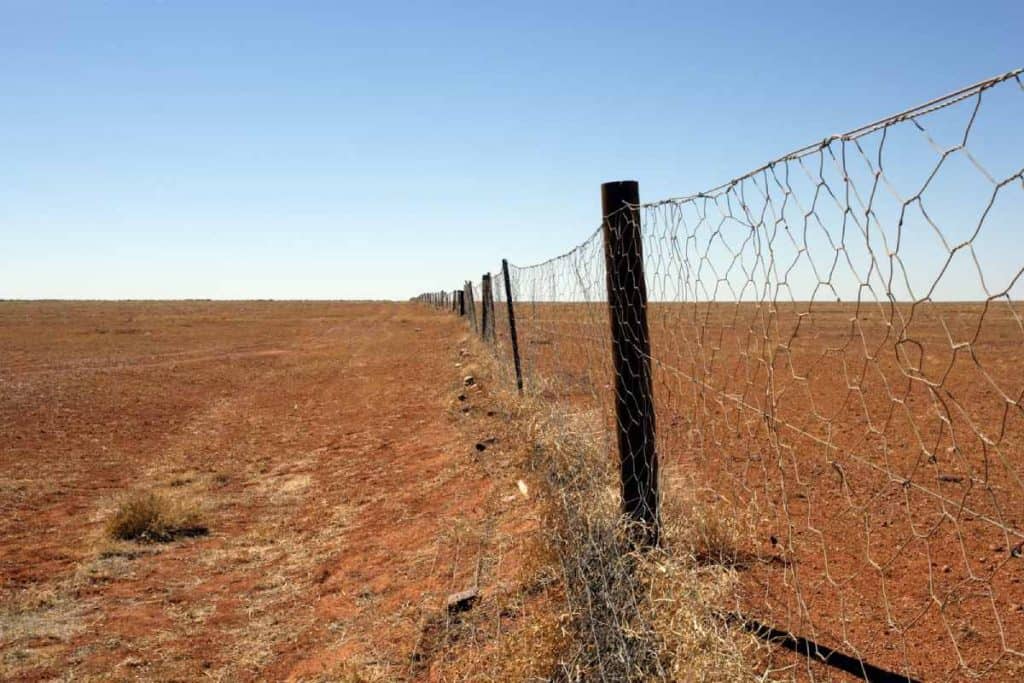 A long stretch of the Dingo Fence cutting through the red dirt plains of the Australian outback under a clear blue sky – part of one of the longest structures on Earth, featured in a blog post about surprising facts about NSW.