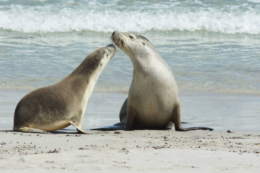 Two Australian sea lions interact on a sandy beach with gentle waves in the background. This image highlights the unique wildlife experiences found on Kangaroo Island and supports the post's comparison of Kangaroo Island vs Phillip Island as wildlife destinations.