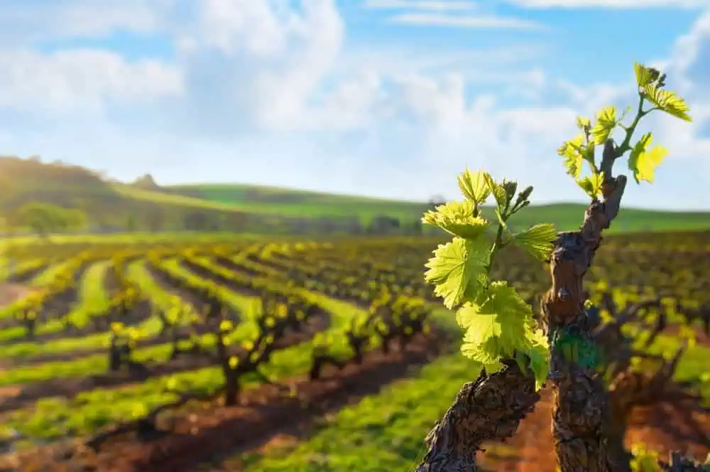 Close-up of grapevines in a lush vineyard under a bright sky in Barossa Valley, illustrating the picturesque scenery and wine-making activities, one of the top things to do in Barossa Valley.