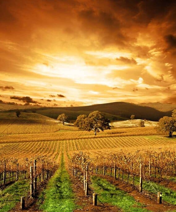 Rows of vineyards in the Barossa Valley glow with golden hues under a dramatic autumn sky, highlighting the beauty of Adelaide autumn leaves across the rolling hills and wine country during the season.