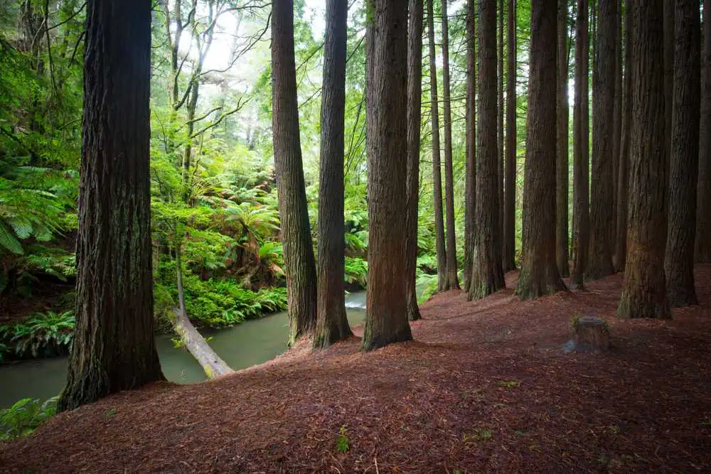 A serene forest scene featuring towering Californian Redwoods in Beech Forest, with a tranquil river winding through lush green ferns. This hidden gem along the Great Ocean Road offers a peaceful escape into nature, perfect for a quiet walk or a photography stop away from the main tourist spots.