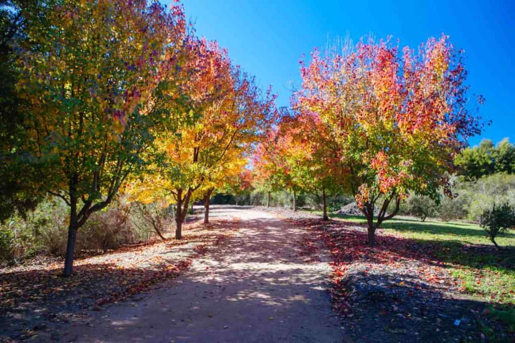 Pathway lined with vibrant autumn trees in Beechworth Chinese Gardens, showcasing the natural beauty surrounding historical sites in Victoria.