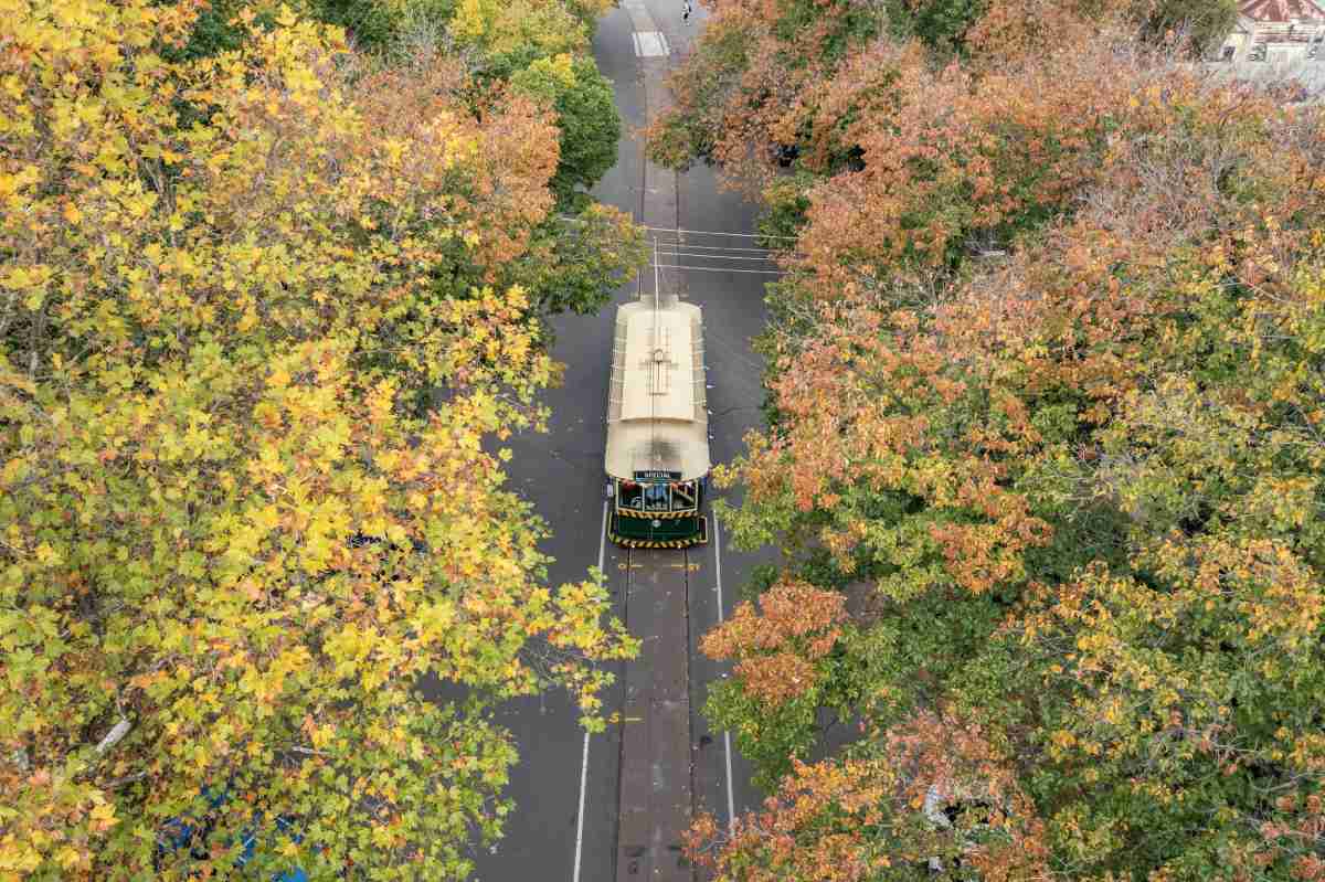 A vintage tram moving through a tree-lined street in Bendigo, Victoria, during autumn, with vibrant yellow and orange foliage. The image reflects Bendigo’s mix of heritage charm and seasonal beauty, highlighting aspects of lifestyle discussed in the blog post about the pros and cons of living in Bendigo.