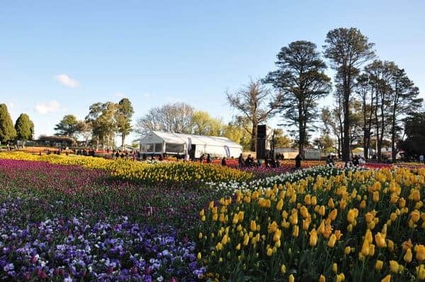 The flowers during the Canberra Floriade Festival