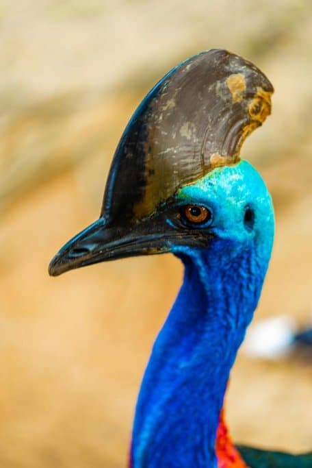 Close-up of a cassowary with its vibrant blue neck and distinctive casque, a unique species found in the rainforests of the Atherton Tablelands. Spotting this fascinating bird is one of the top reasons to visit the Atherton Tablelands for wildlife enthusiasts.