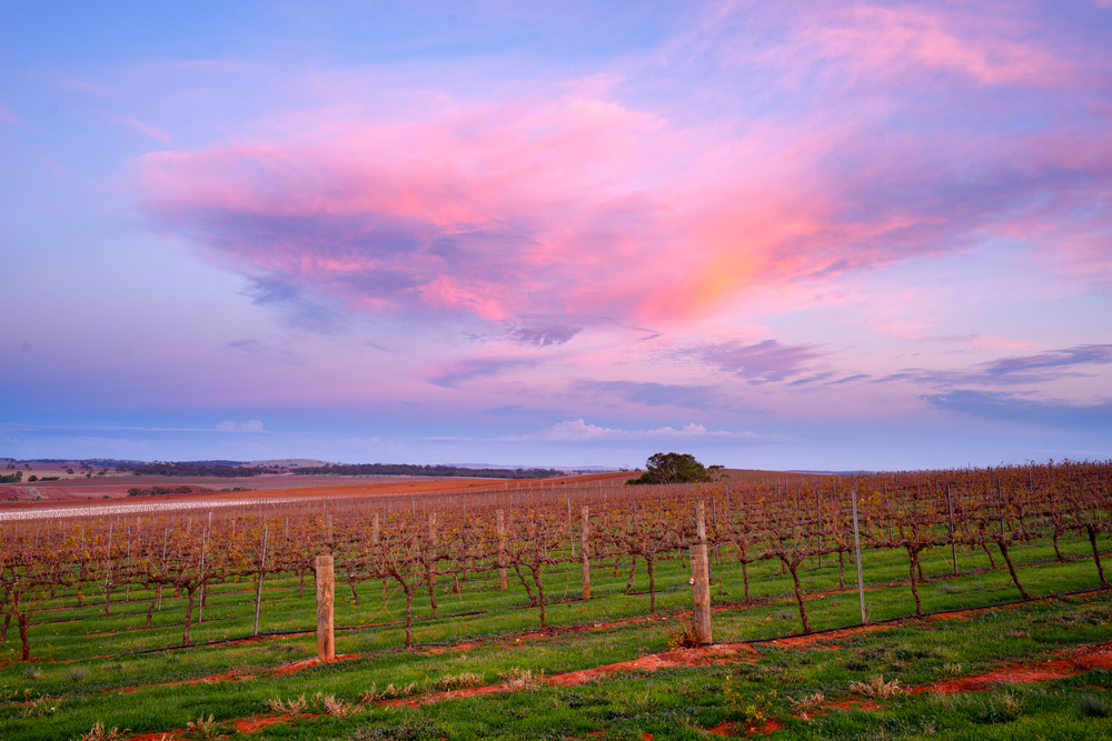 Twilight over a Clare Valley vineyard, showcasing rows of grapevines with a vibrant pink and purple sky, illustrating the serene landscape experienced on Clare Valley wine tours.