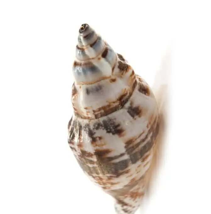 A cone shell, one of the deadly animals in Perth, is shown in detail with its spiral shape. These seemingly harmless marine creatures possess venom that can be fatal, making them a hidden threat in Perth's coastal waters.
