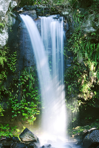 Is Brisbane worth it? Check out the Curtis Falls in Mount Tamborine to find out