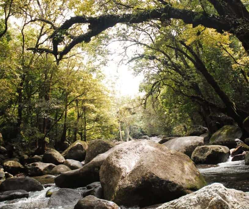 daintree rainforest-best places in australia