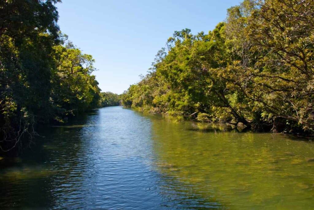 Tranquil waters of the Daintree River surrounded by dense, lush greenery, a peaceful and picturesque destination for those visiting Port Douglas.