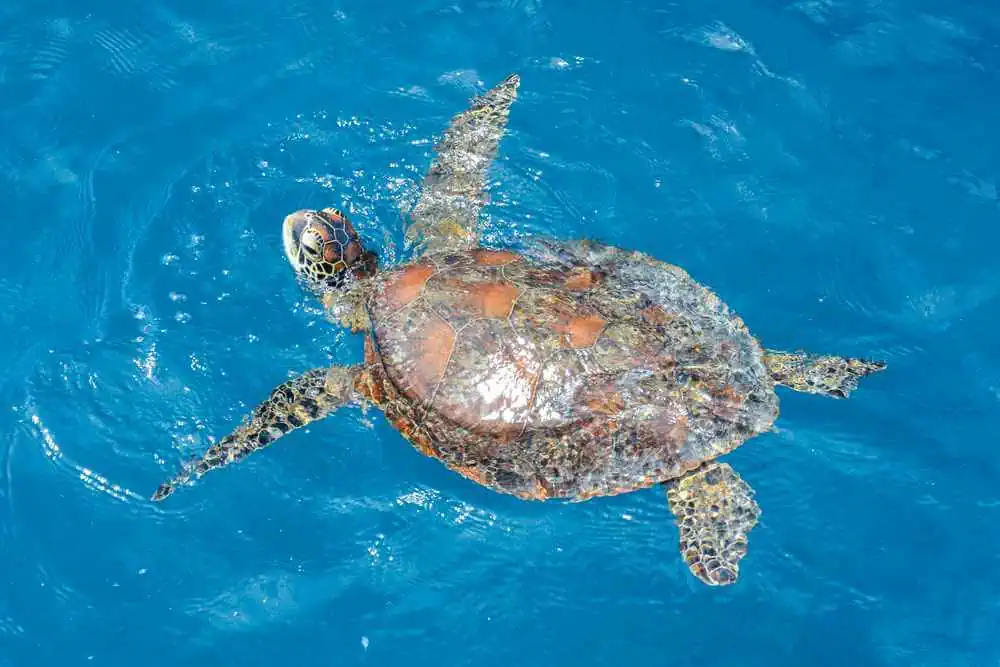 A graceful sea turtle swimming in the sunlit blue waters, its shell reflecting the golden light, a sight often encountered while snorkelling in the Whitsundays. This marine beauty highlights the rich underwater biodiversity that sets the Whitsundays apart in the enchanting 'Port Douglas or Whitsundays' tropical escape debate.