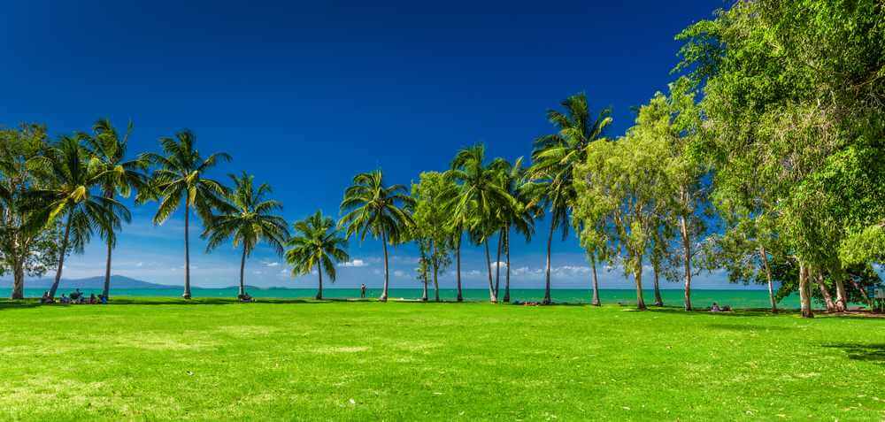 A vibrant green park lined with tall palm trees against a clear blue sky in Port Douglas, with the Coral Sea visible in the distance. This idyllic setting is typical of the leisurely coastal charm found in Port Douglas, capturing the laid-back atmosphere that visitors seek when comparing Port Douglas to the bustling Whitsundays.