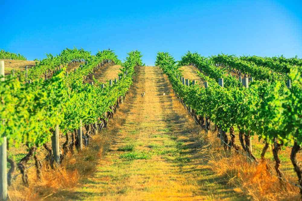 Vibrant vineyard rows basking in the sunshine, a stunning destination for winter wine tours, a popular thing to enjoy in Margaret River when it's cooler.