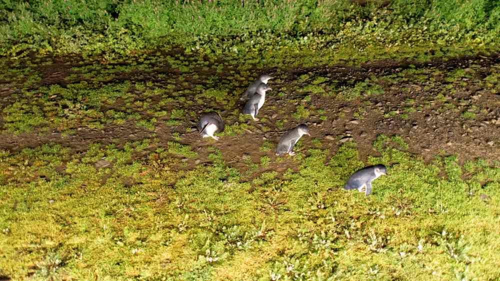 Little penguins waddling on the rocky shoreline at dusk, a unique wildlife watching experience and one of the charming things to do in Melbourne in winter.