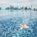 A delicate frangipani flower floats on the clear, tranquil waters of a rooftop pool, with a blurred city skyline in the distance, suggesting the serene experience at Sydney hotels with rooftop pools.