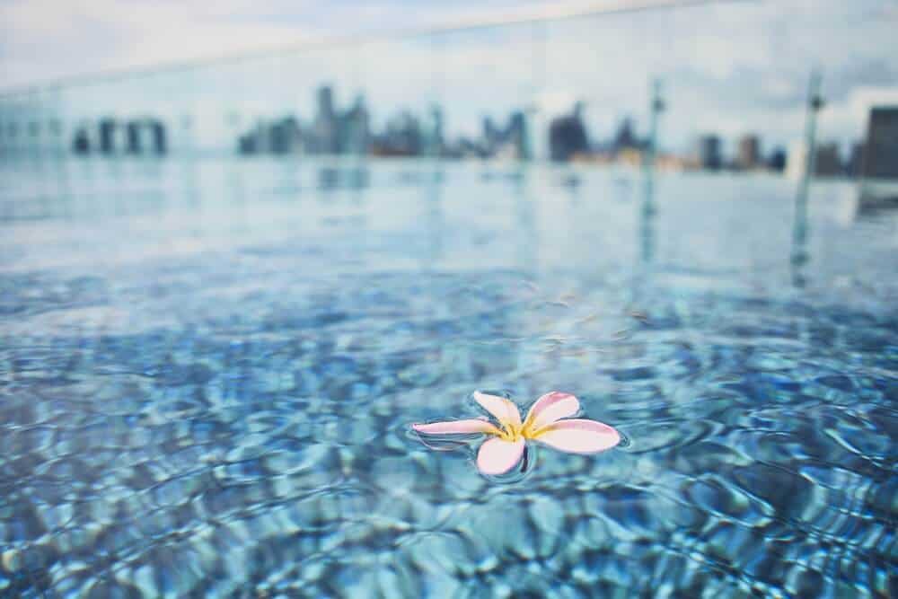 A delicate frangipani flower floats on the clear, tranquil waters of a rooftop pool, with a blurred city skyline in the distance, suggesting the serene experience at Sydney hotels with rooftop pools.