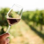 A hand holding a glass of red wine with a vineyard stretching out in the background, embodying the experience of a Hobart wine tour.