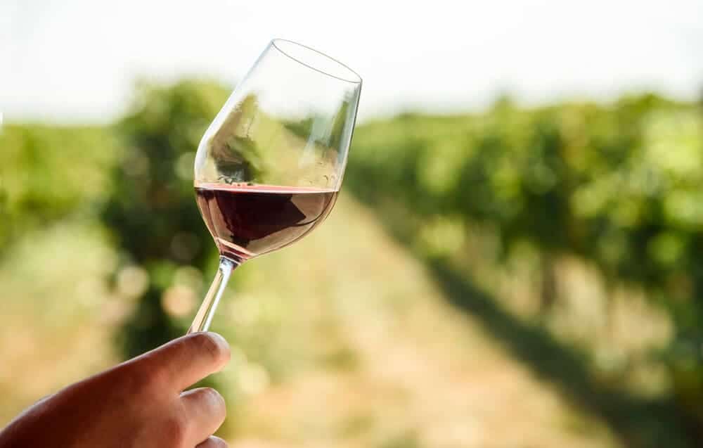 A hand holding a glass of red wine with a vineyard stretching out in the background, embodying the experience of a Hobart wine tour.