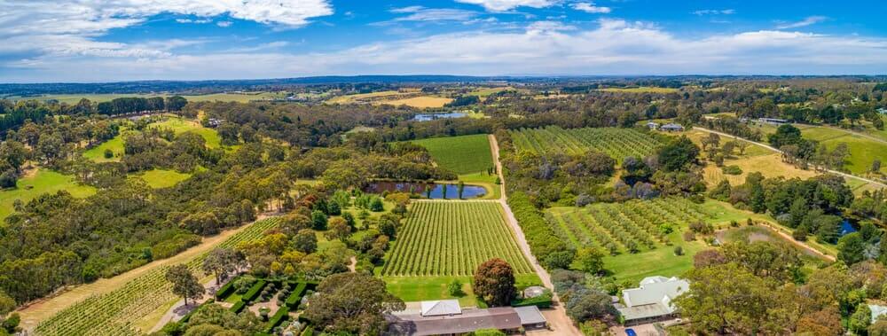 A panoramic view of the expansive vineyards in the Mornington Peninsula, capturing the essence of exclusive private winery tours available in this picturesque region.