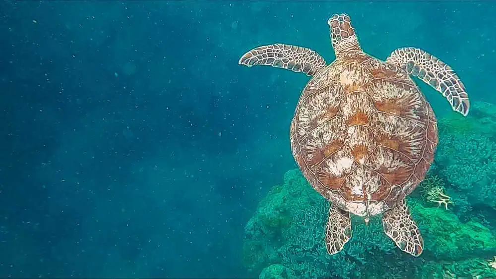 Sea turtle swimming above coral reef in crystal-clear waters, a common sight when snorkelling in the Whitsundays, a highlight often debated by enthusiasts comparing the underwater worlds of the Whitsundays vs. Cairns.
