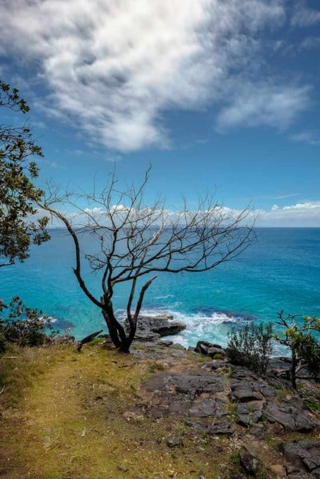 A breathtaking view of the turquoise ocean and rocky cliffs framed by a bare tree at Dolphin Point in Noosa Heads, a must-visit spot along Queensland's best scenic drives.