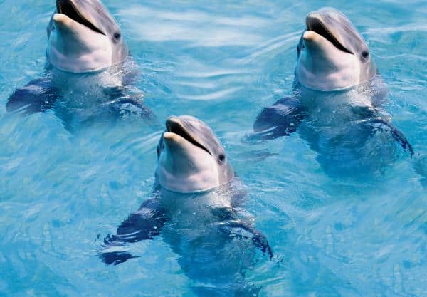 Three dolphins playfully peeking above the surface of crystal-clear water at Monkey Mia, showcasing one of the wildlife encounters you must experience in Australia.