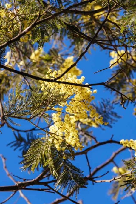 Yellow mimosa flowers with feathery green leaves on branches against a clear blue sky.