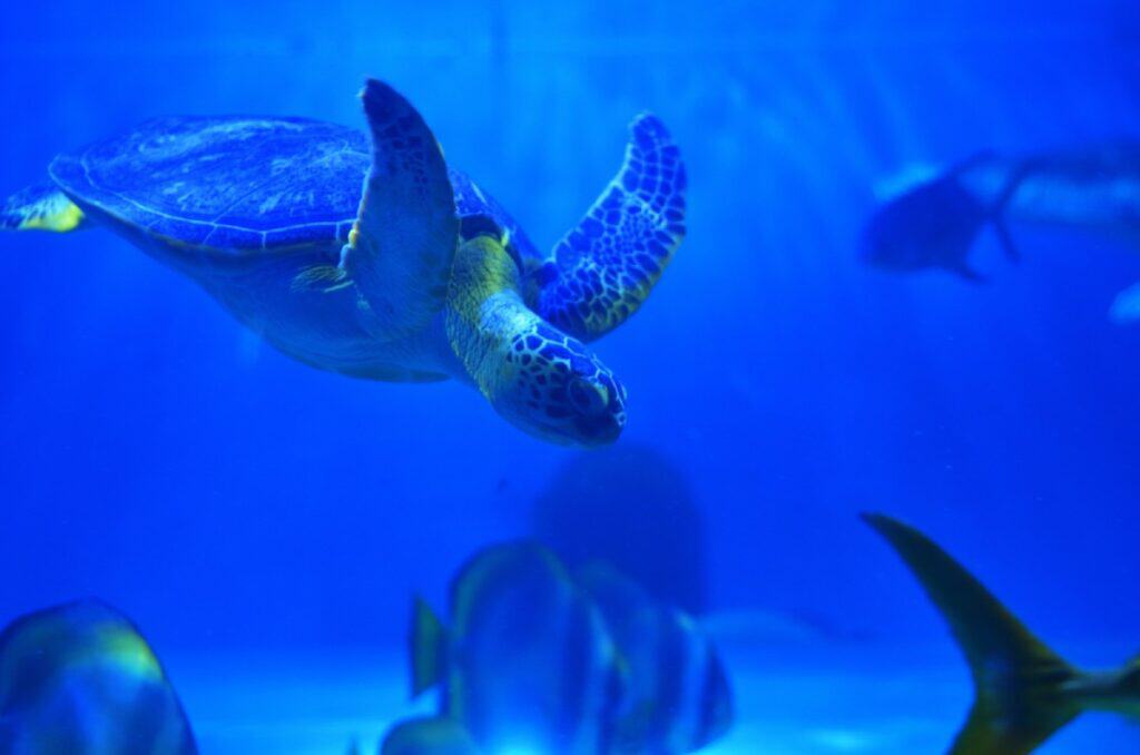 Sea turtle swimming in blue waters with fish in the background. Highlights the importance of respecting marine life by not chasing or touching sea creatures, a key point in the post about what not to do in the Great Barrier Reef.