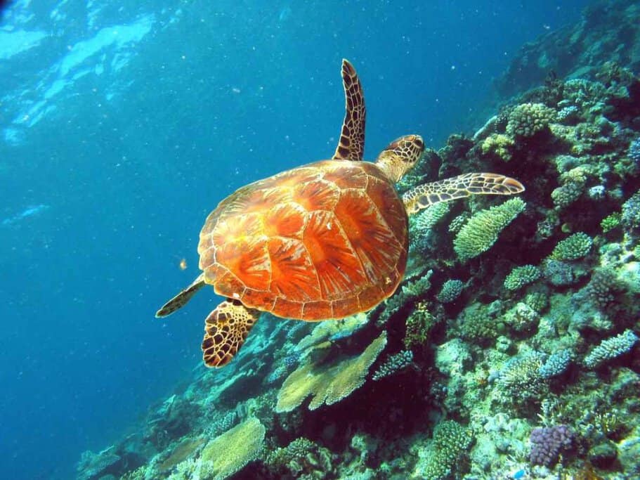 A vibrant green sea turtle swimming over colourful coral reefs in the Great Barrier Reef near Mission Beach. This image relates to the blog post about the Great Barrier Reef Half Day Snorkelling Tour, highlighting the use of a snorkelling promo code for discounts on this adventure.