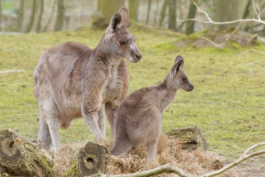 Two eastern grey kangaroos, an adult and a joey, standing alert in their enclosure at Halls Gap Zoo, showcasing the zoo's commitment to Australian wildlife conservation.