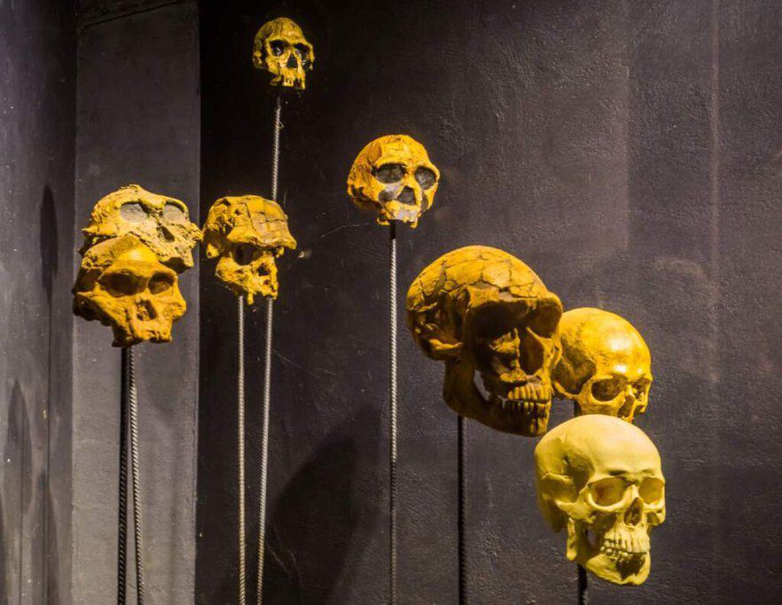 Collection of eerie human skulls mounted on spikes against a dark background, perfect as Halloween decorations in Australia, enhancing the spooky atmosphere.
