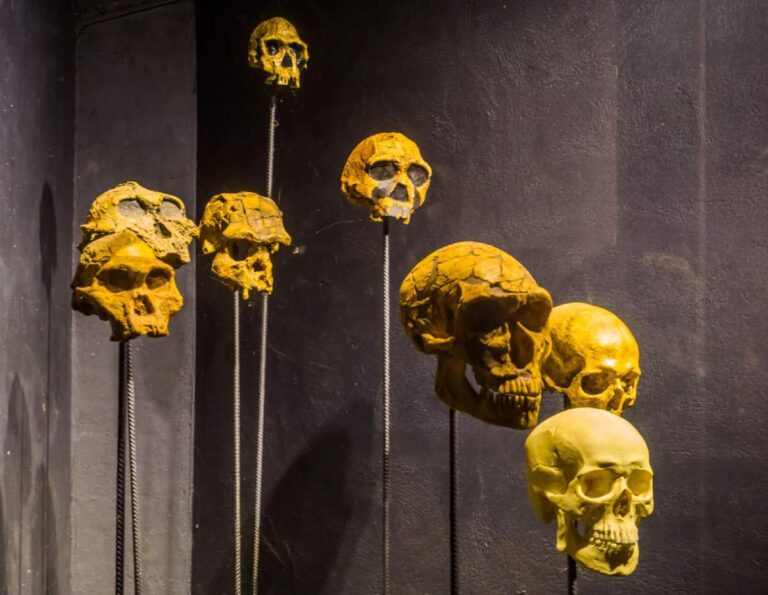 Collection of eerie human skulls mounted on spikes against a dark background, perfect as Halloween decorations in Australia, enhancing the spooky atmosphere.