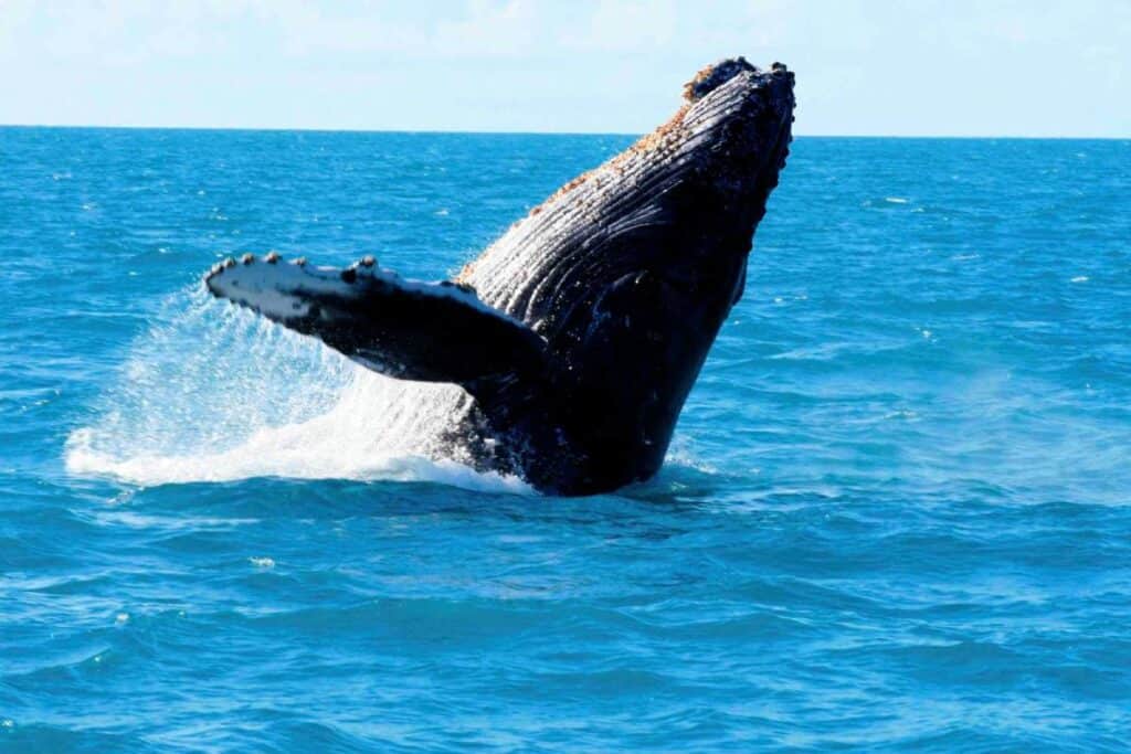 A humpback whale breaching the surface of the ocean during a whale-watching tour. The image captures the thrill of sightings, which may be less frequent during the worst months for whale watching in Australia.
