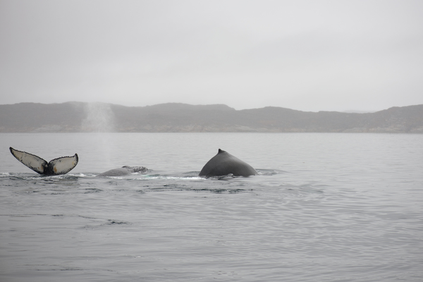 A humpback whale in the sea 