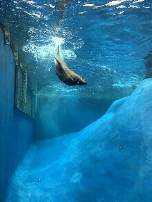 A seal swimming underwater at Melbourne Zoo, one of Melbourne's most Instagrammable places. The clear blue water and graceful movements of the seal provide a captivating scene perfect for photography enthusiasts looking to capture unique and memorable images.