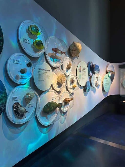 Exhibit showcasing various sea creatures at WA Museum Boola Bardip. The display features different marine species in detailed sections, highlighting the diversity and beauty of ocean life, as discussed in the WA Museum Boola Bardip review.