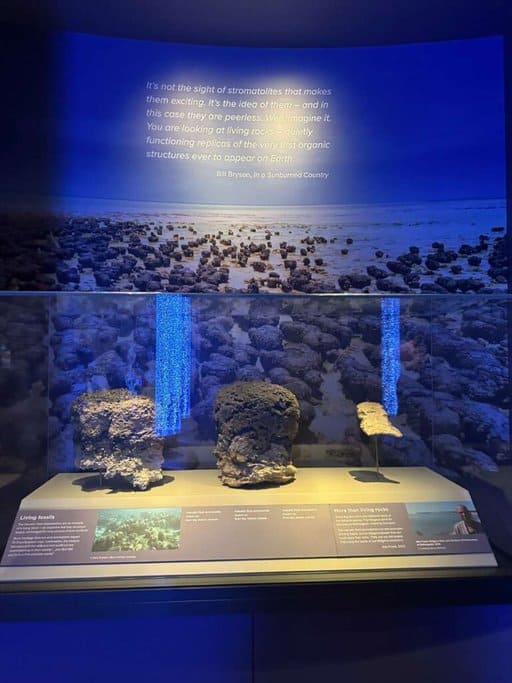 Exhibit of stromatolites at WA Museum Boola Bardip. The display highlights these ancient living rocks, which are some of the earliest organic structures on Earth, as part of the museum’s educational exhibits in WA Museum Boola Bardip.