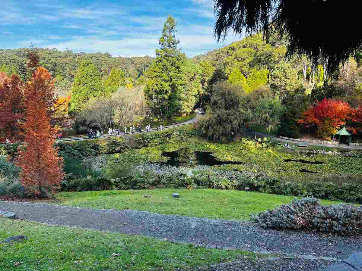 Scenic view of the Mount Lofty Botanic Garden during winter, with a lush canopy of trees in fiery autumn hues reflecting over a tranquil pond – a peaceful retreat for nature lovers in Adelaide.