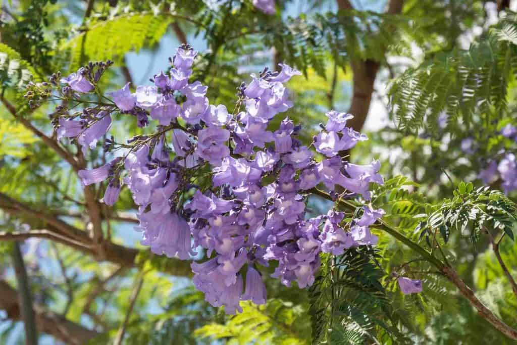 Jacaranda tree flowers