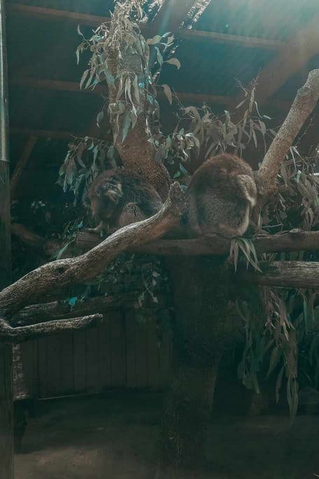 koala sleeping in a tree