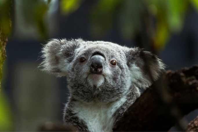 koala in featherdale wildlife park