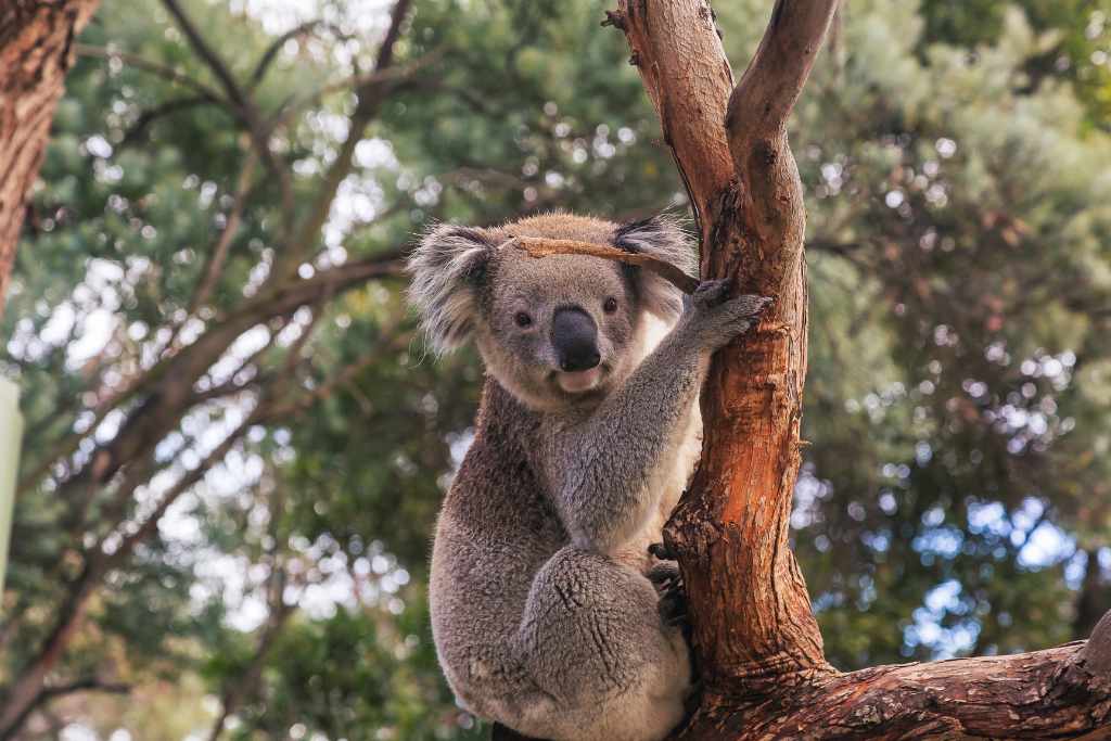 Koala in a tree in a wildlife park