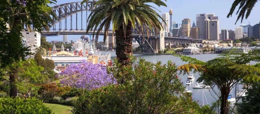 Lavender Bay Jacaranda Trees Sydney, Australia