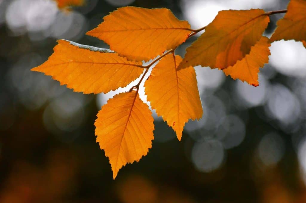 Autumn Leaves