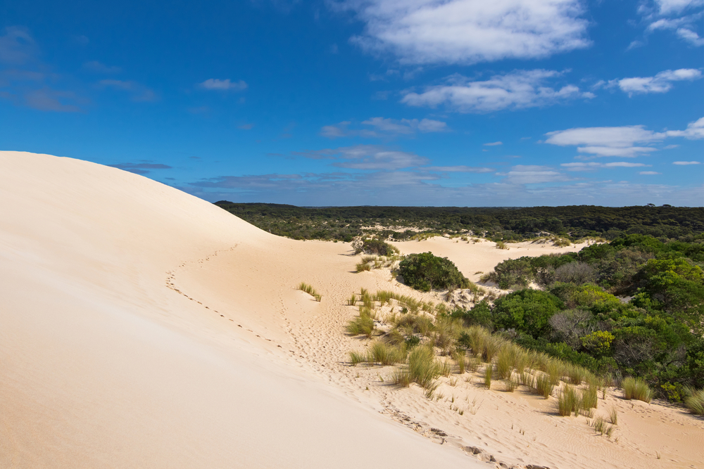 High sand hill ridge and drought tolerant plants with blue sky at Little Sahara white sand dune system on Kangaroo Island, South Australia