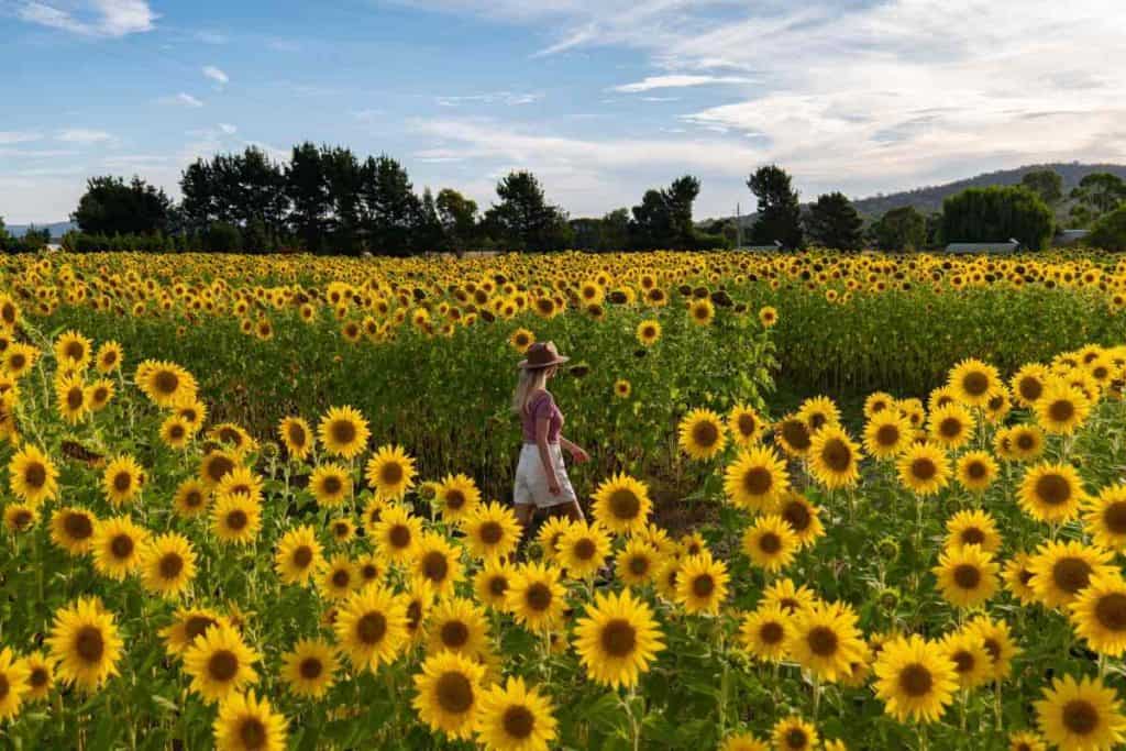 A woman strolling through a vibrant sunflower field in Majura Valley, one of the best-kept secrets in the ACT. This seasonal bloom offers a picturesque escape just outside Canberra, attracting visitors with its golden flowers and peaceful rural setting.