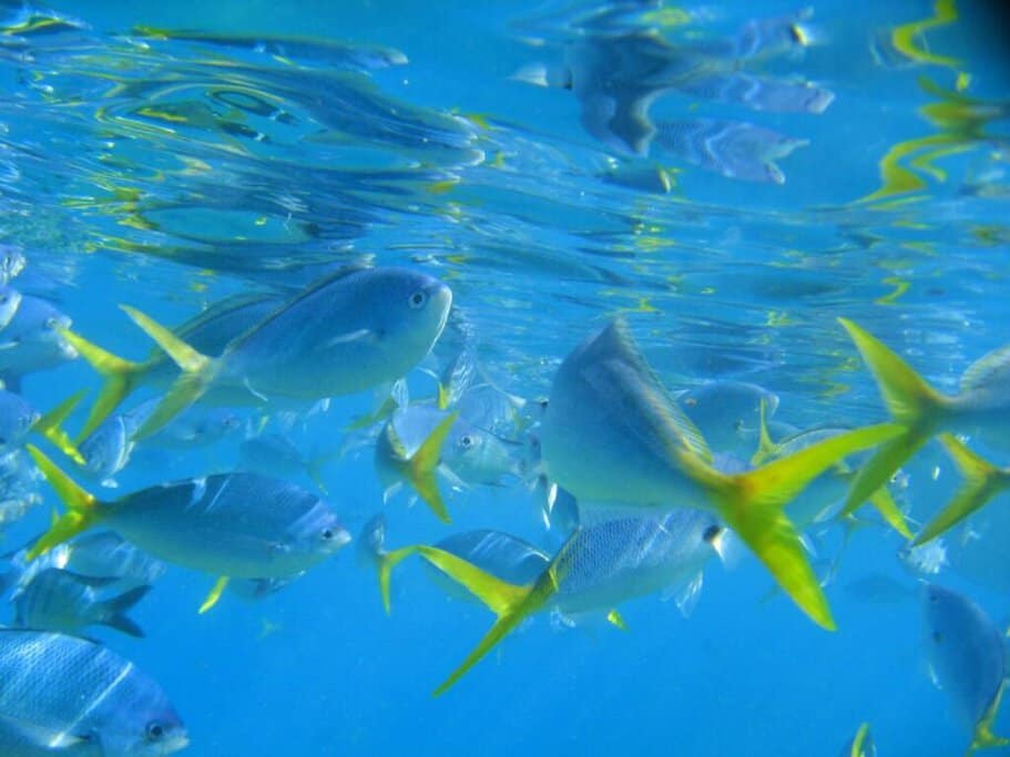 School of fish swimming in clear blue waters of the Great Barrier Reef. Represents the importance of not feeding marine life, a crucial tip in the guide about what not to do when visiting the Great Barrier Reef.